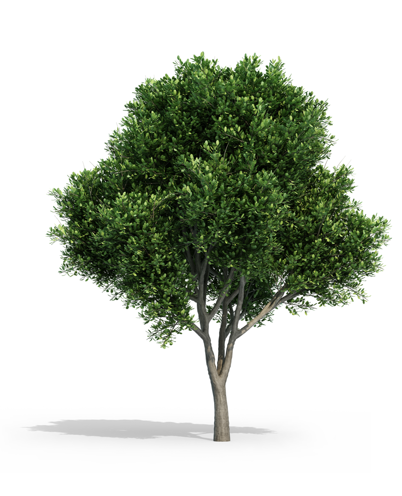 Основное изображение